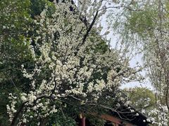 -南汇桃花村