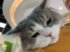 -猫和宫(六道口店)