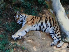-西霞口神雕山野生动物世界