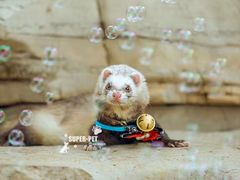 -超宠爱宠物摄影-Super pet