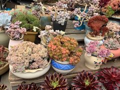 -梅陇花鸟市场-停车场