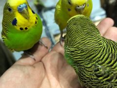 -zoonana室内动物园(东方福来德店)