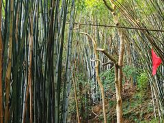 -黄埔油麻山森林公园