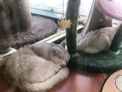 -糯米喵星人总部直营旗舰店·猫舍·幼猫出售