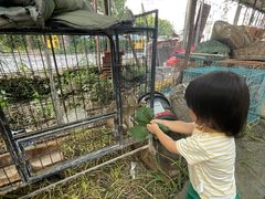 -马陆小张葡萄园农家乐