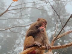 -庐山风景区花径公园