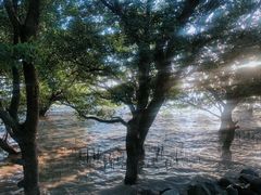 -宝安西湾红树林湿地公园