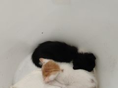 -艾贝尔宠物医院 ·中兽医·宠保定点(北门桥店)