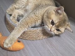 -贝康宠物医院·犬猫全科·小动物特色诊疗中心(东环路店)