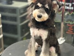 -樱桃家的宠物店(君安花园店)