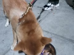 -北京京卫宠物寄养训练中心