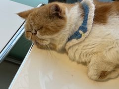 -怪兽屋·羊驼·猫咖·狗咖(俊华广场店)