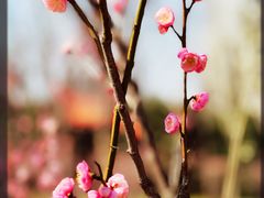 -新虹桥中心花园