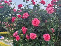 -上海鲜花港