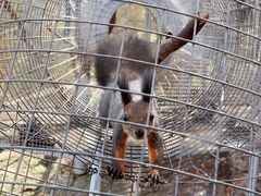 -西霞口神雕山野生动物世界