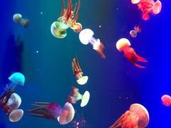 -成都浩海立方海洋公园