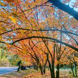 秋天去哪看红叶银杏，来奥森公园吧
