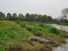 -中国扬子鳄村