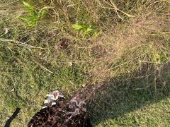 -田园东方蜜桃村的田野营地