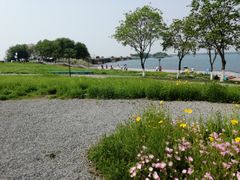 -贡湖湾湿地公园