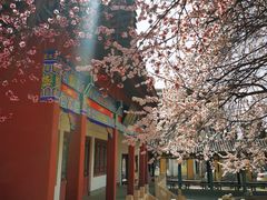 -桃花堤公园