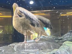 -上海海昌海洋公园