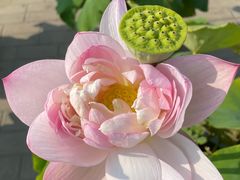 -莲花池公园