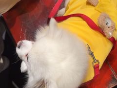 -袁老四重庆老火锅(桐梓坡店)