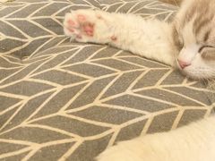 -CAT’S MEWSTAR CAFE·喵星球猫屋(晴湾咖啡店)