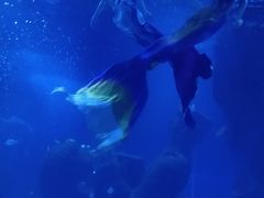 -石家庄海洋公园