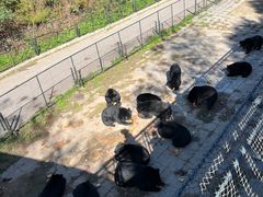 -大连森林动物园