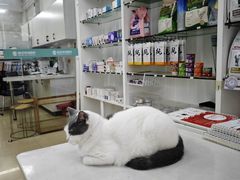 -瑞派动物医院·猫专科·至诚(江南中分院)