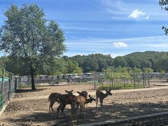 -哈尔滨北方森林动物园