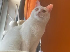 -瑞鹏宠物医院犬猫全科(真大分院)