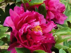 -黑龙江省森林植物园