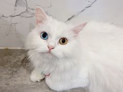 -楼上猫咖(罗湖店)
