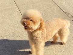 -宠福鑫康馨动物医院·骨科·眼科