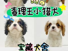 -萌宠之家·腊肠犬·马尔泰·小体犬舍