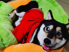 -逗柴咖啡屋·狗咖猫咖宠物桌游