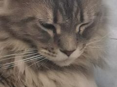 -楼上猫咖(罗湖店)