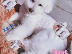 -翊宠yipet猫狗购宠庄园犬舍•猫舍