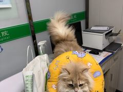 -半岛宠物医院24小时(科华中路店)