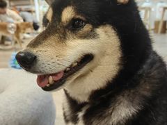 -柴迷FANS CLUB·柴犬狗咖·猫咖