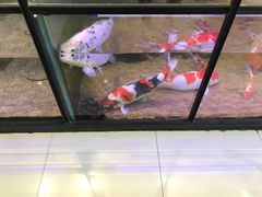 -凯德广场(学府店)