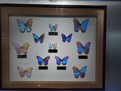 -上海昆虫博物馆