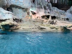 -帝企鹅自助餐厅•儿童岛•真企鹅(长隆企鹅酒店)