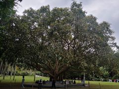 -深圳仙湖植物园