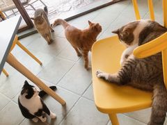 -喵屿·大理花园猫咖