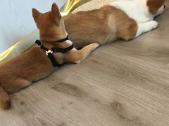 -浣熊柯尔鸭土拨鼠·电玩咖