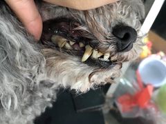 -萌萌喵宠物(百水芊城阅水坊店)